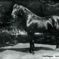 Nonius VII. törzsmén