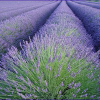 champs de lavande