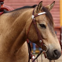western