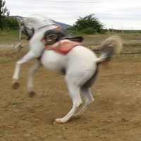 bakolás