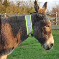 Forrás: horsetalk.co.nz