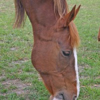 Forrás: horsetalk.co.nz