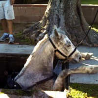 Forrás: horsetalk.co.nz