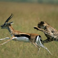 Forrás: http://science.howstuffworks.com/environmental/life/zoology/mammals/cheetah-speed1.htm
