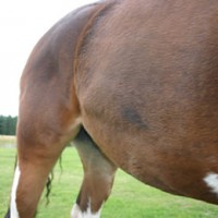 Forrás: horsetalk.co.nz