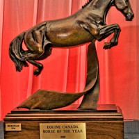 Forrás: HorseTalk.co.nz