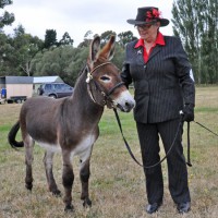 Forrás: HorseTalk.co.nz