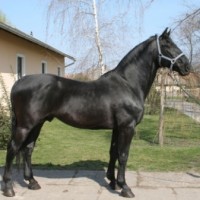 asp_466_Noniusz