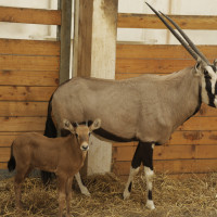 oryx 283