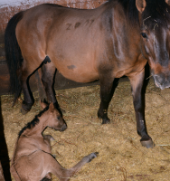 hucul01_foto_Bagosi_Zoltan_250x250