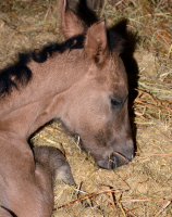 hucul03_foto_Bagosi_Zoltan_250x250
