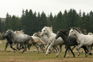 Illusztráció: szilvasvarad.hu