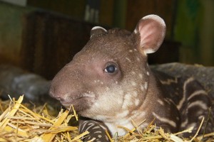 20130925_tapir_00
