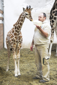 A zsiráf 210 cm - Csergő Árpád főgondozóval