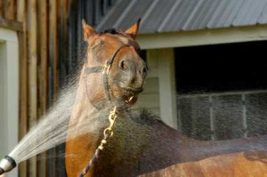 Kép: queryhorse.com