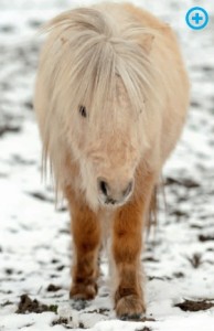 poni