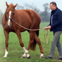 gobipaci