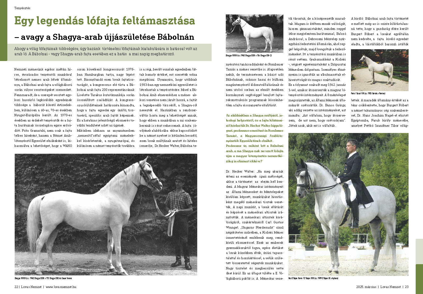 Egy legendás lófajta feltámasztása